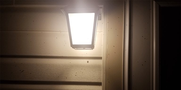 Bugs and Outdoor Lighting: The Effects of Artificial Light