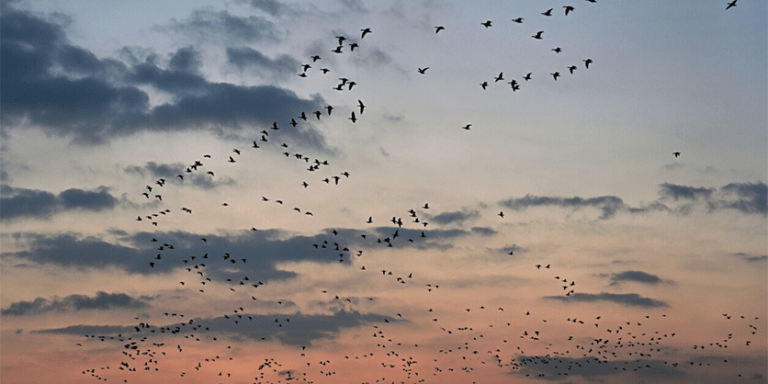 How DarkSky partners with the National Audubon Society to promote Lights Out for the birds